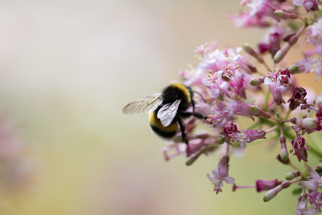 der-hungrige-hummel